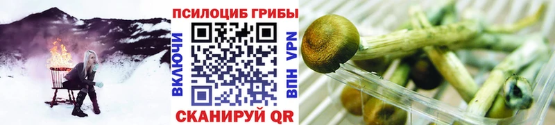 kraken как войти  Гагарин  Галлюциногенные грибы Psilocybe 