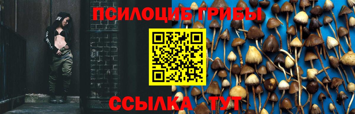 Псилоцибиновые грибы Psilocybe Гагарин